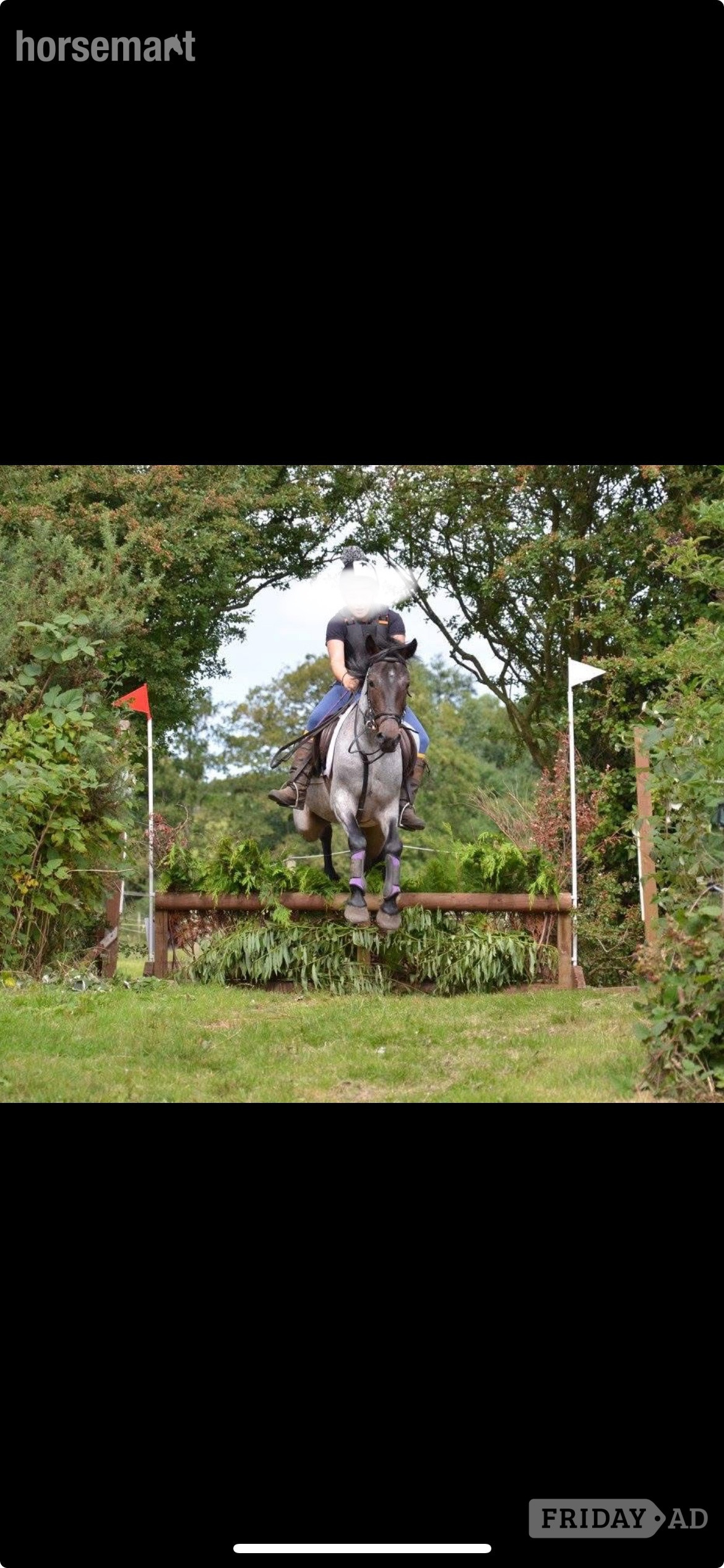 "Alfie" Blue Roan Gelding All Rounder