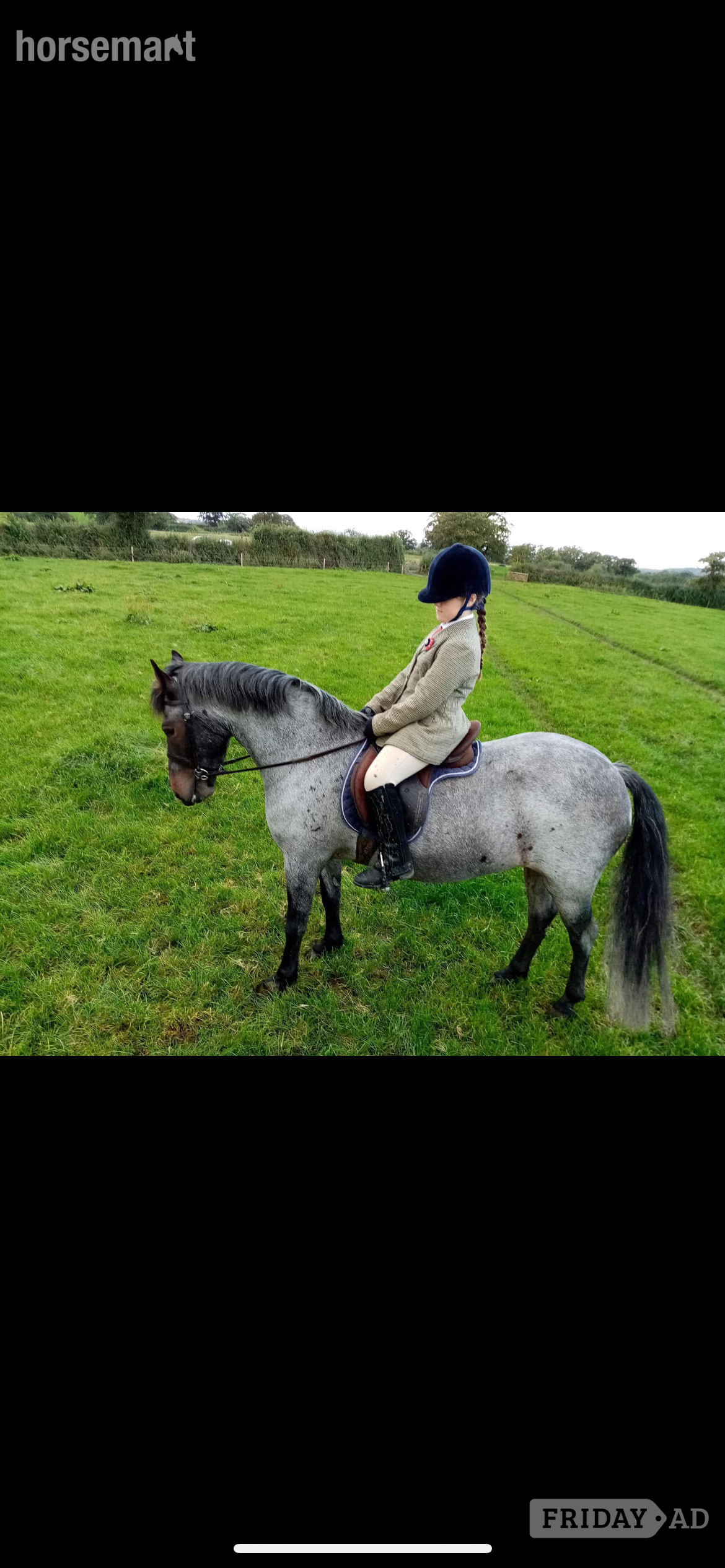 Wrexham "Alfie" Blue Roan Gelding All Rounder