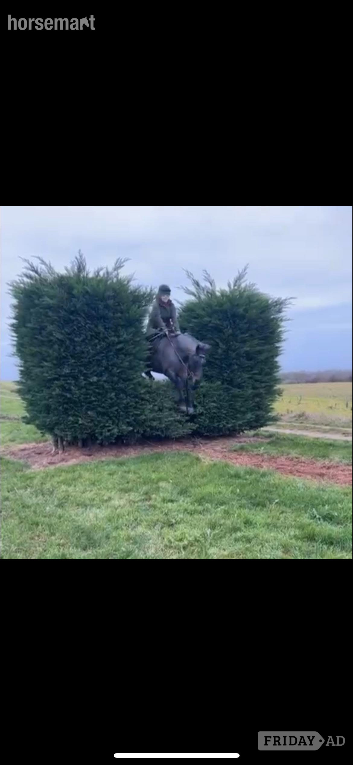 "Alfie" Blue Roan Gelding All Rounder - Horses in Wrexham