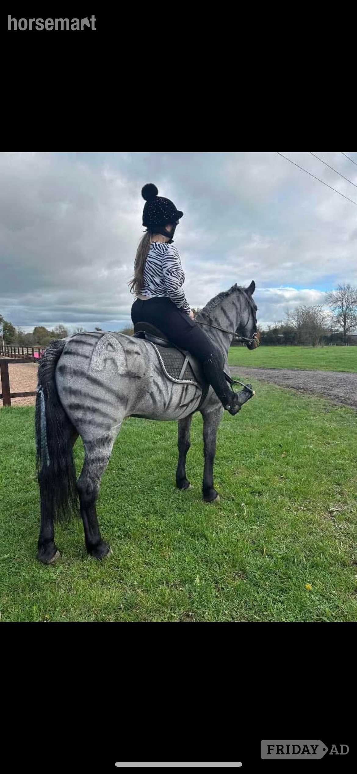 "Alfie" Blue Roan Gelding All Rounder - Horses