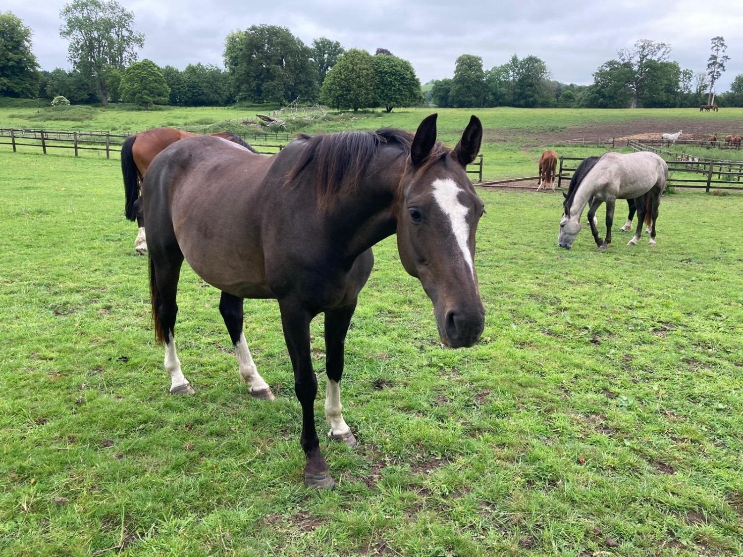 "Horse"  Mare All Rounder
