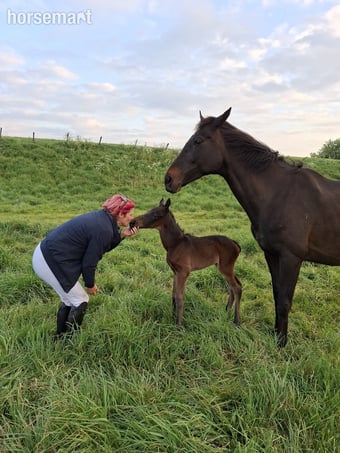 "Huraa" Bay Mare Broodmare