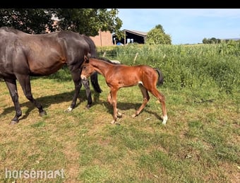 "Huraa" Bay Mare Broodmare