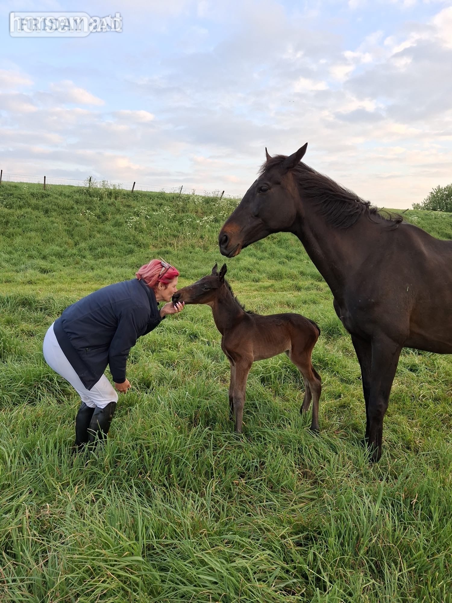 "Huraa" Bay Mare Broodmare in Peterborough