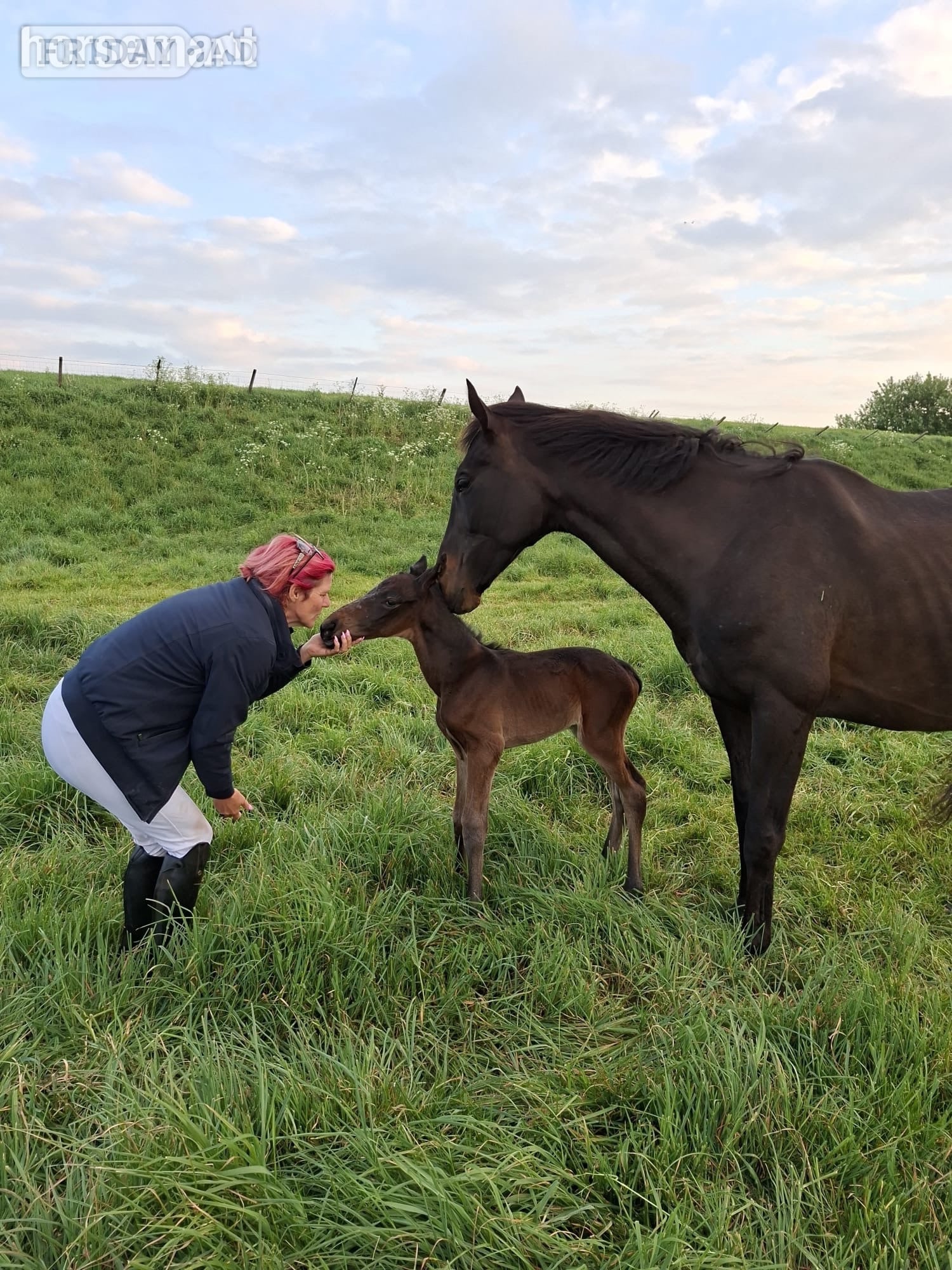 "Huraa" Bay Mare Broodmare