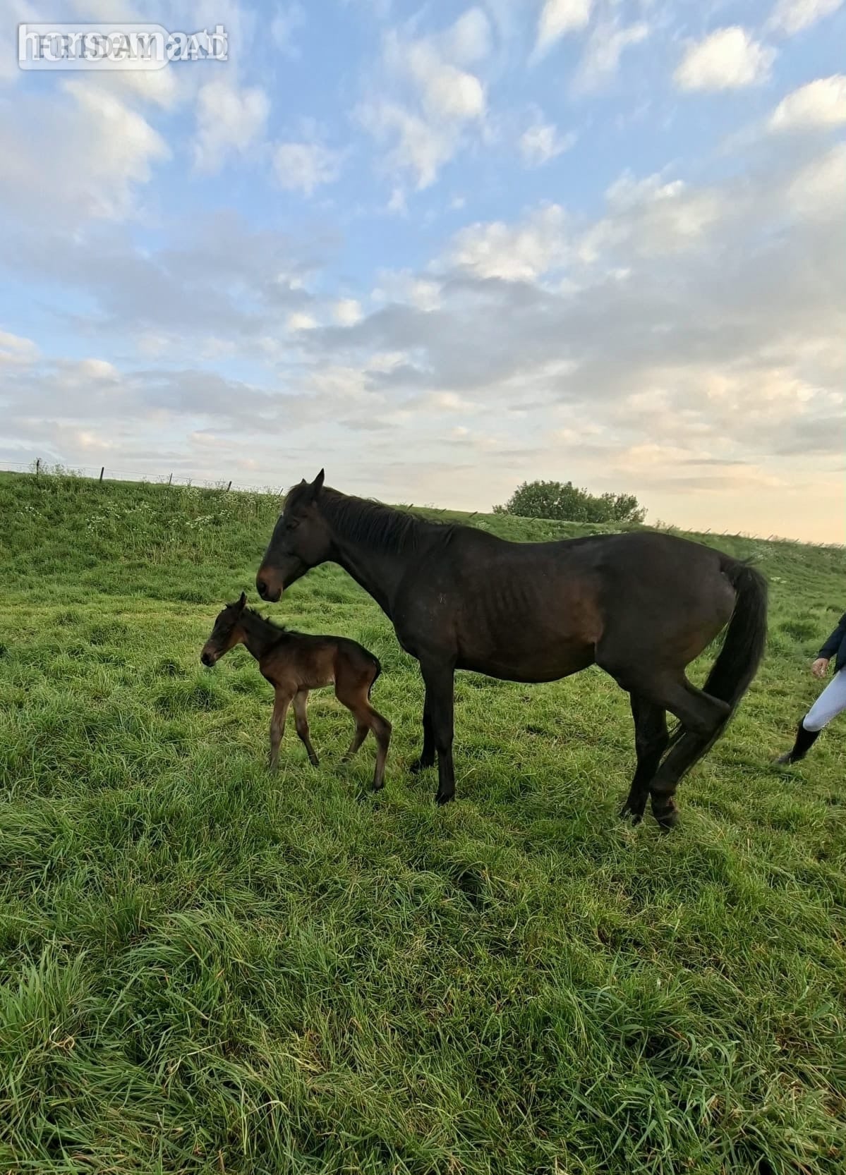 Peterborough "Huraa" Bay Mare Broodmare