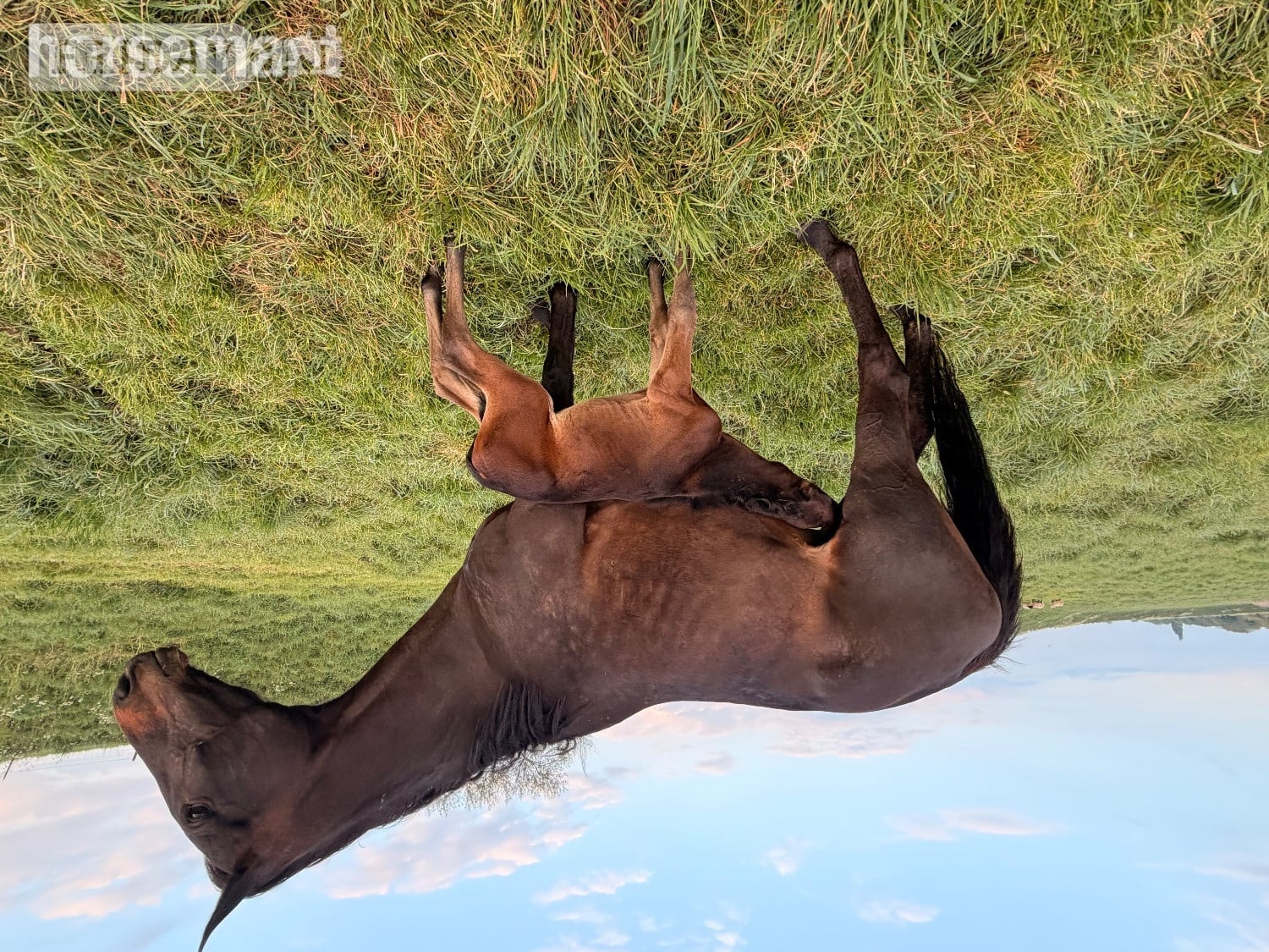 "Huraa" Bay Mare Broodmare - Horses in Peterborough