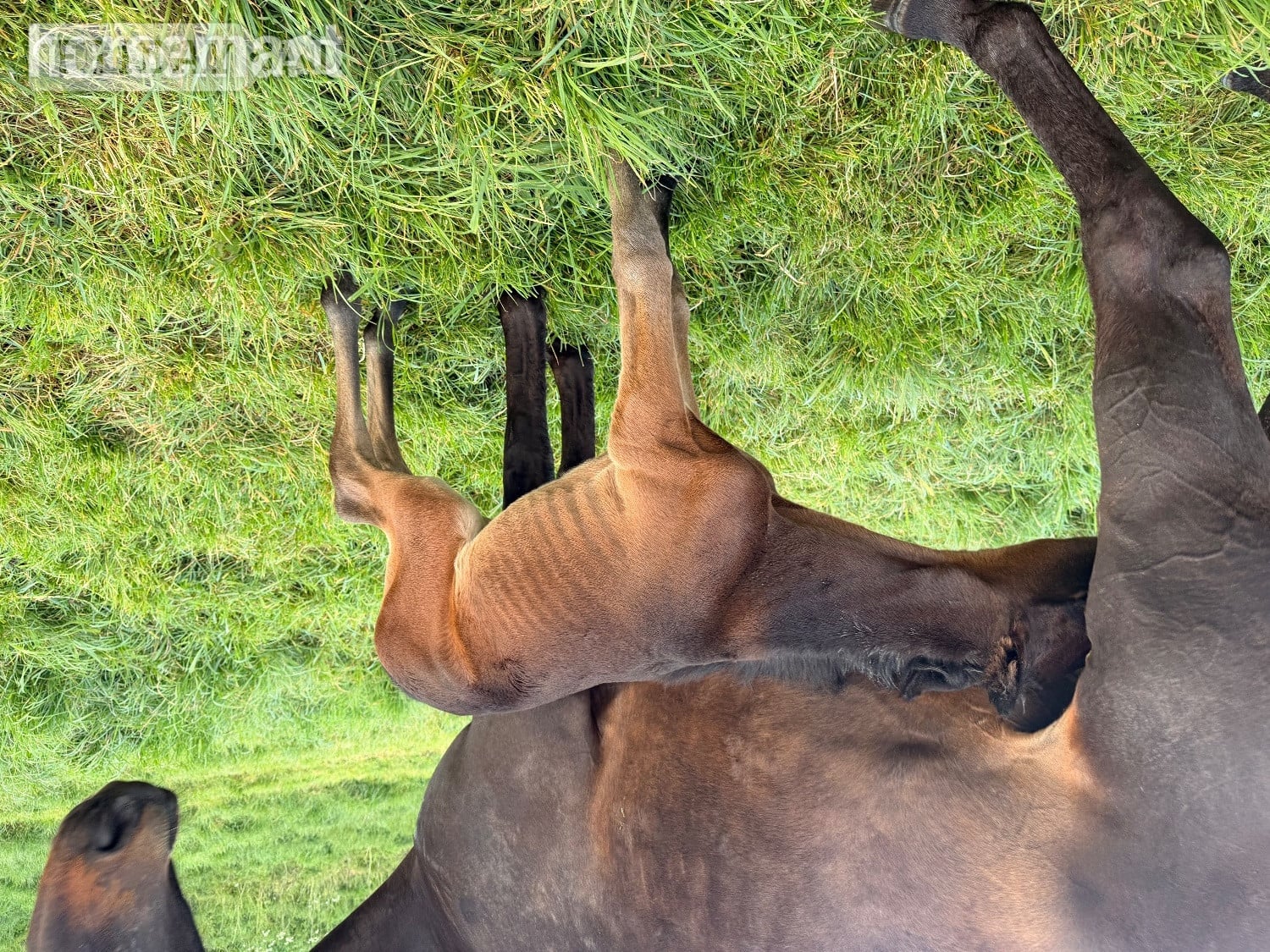 "Huraa" Bay Mare Broodmare - Horses