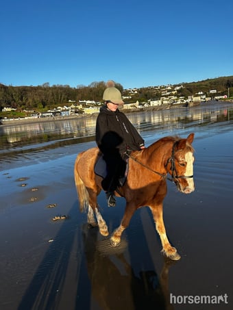 "Fawkes" Chestnut Gelding All Rounder