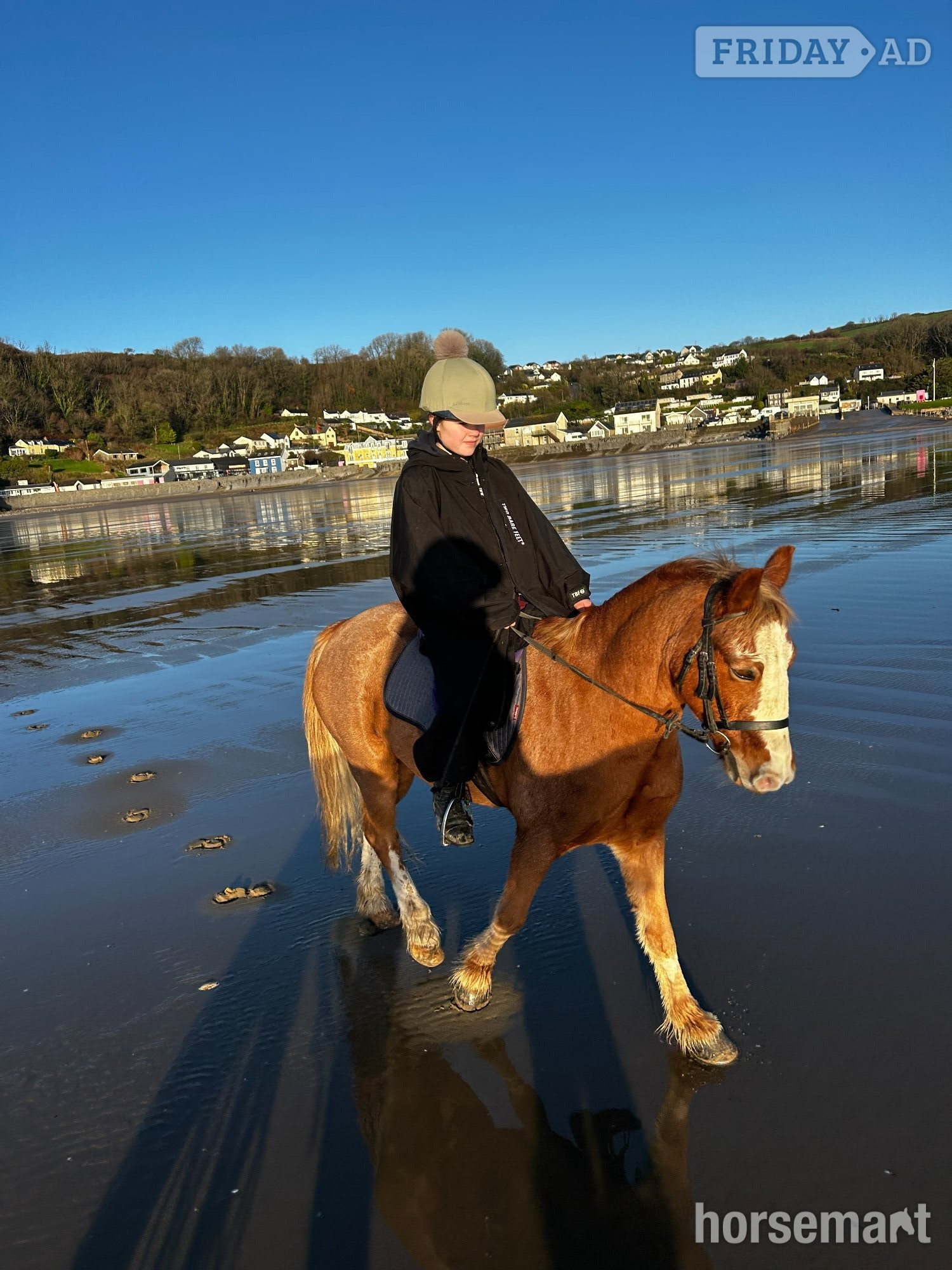 "Fawkes" Chestnut Gelding All Rounder in Carmarthen