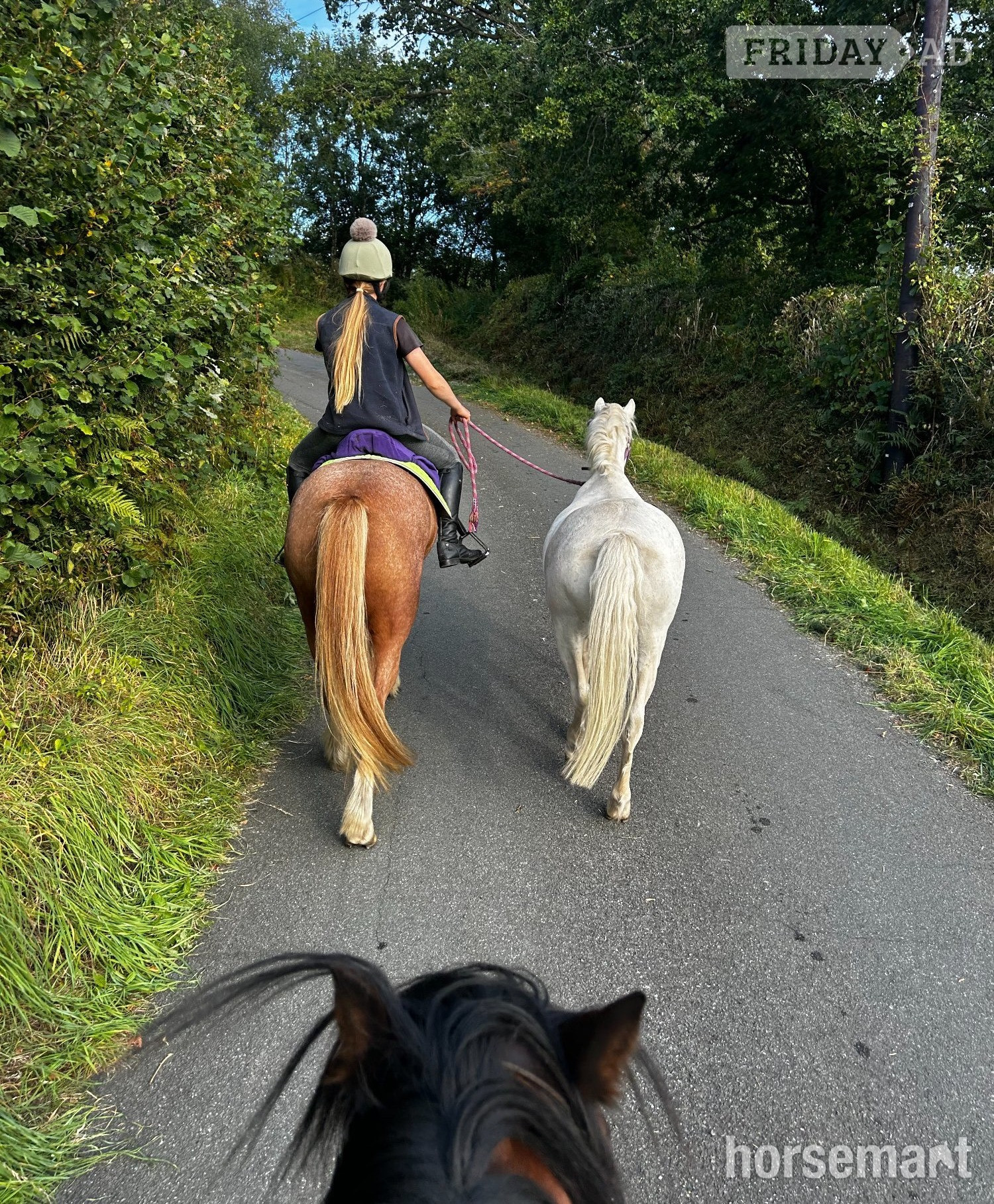 Carmarthen "Fawkes" Chestnut Gelding All Rounder