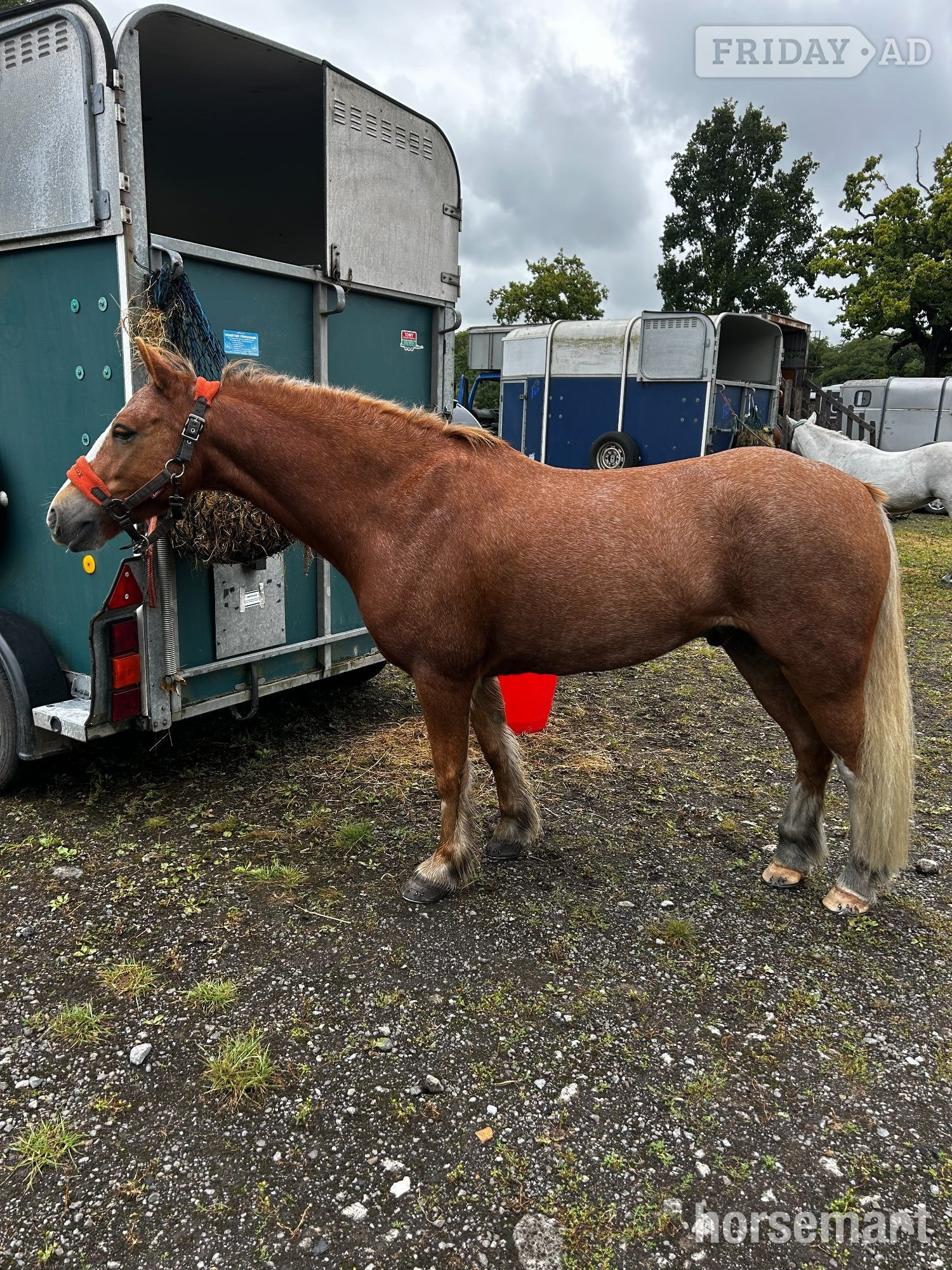 "Fawkes" Chestnut Gelding All Rounder