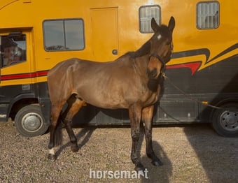 "Toucan Sam" Bay Gelding Ex Racehorse