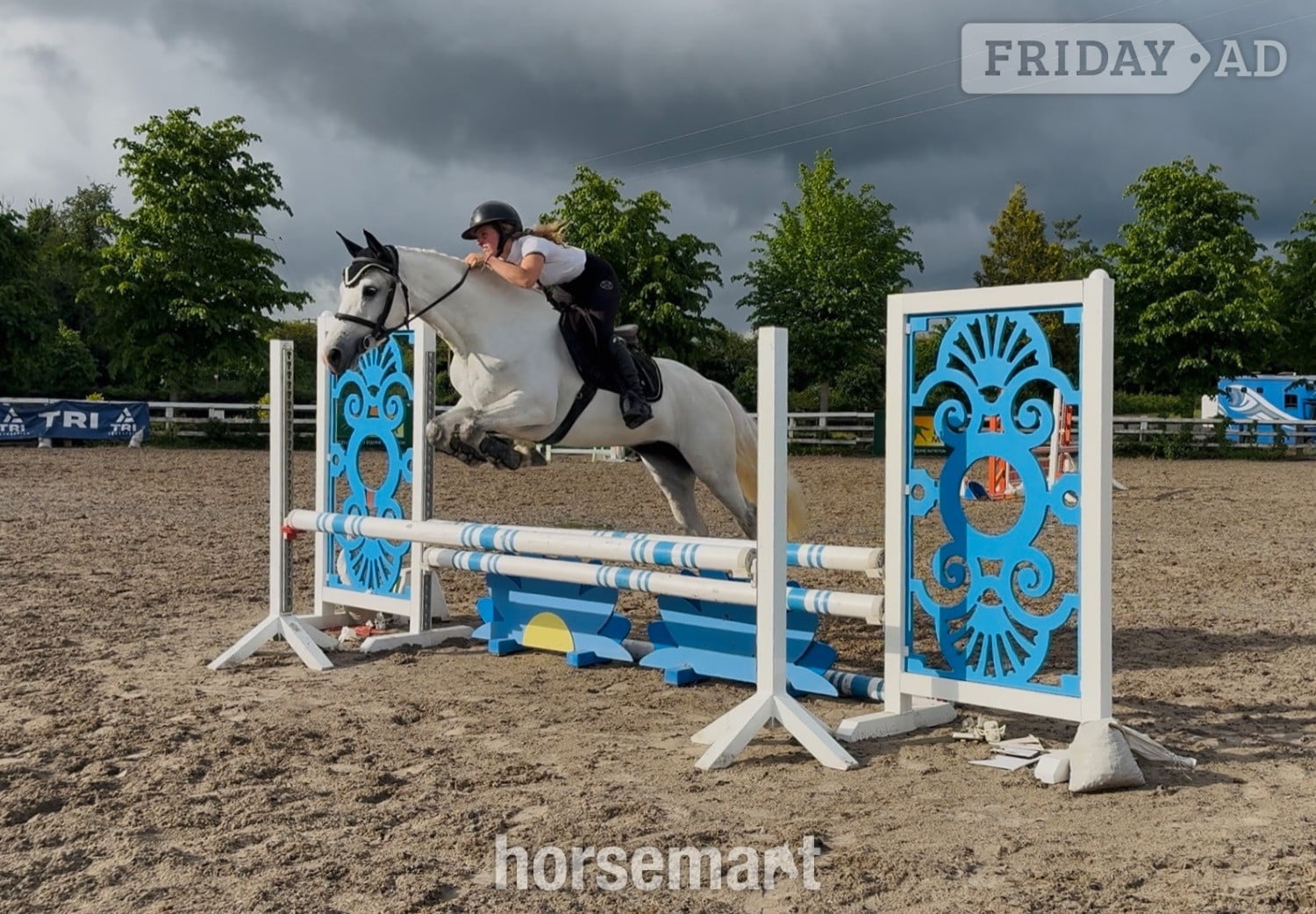Raheen "Destiny: trustworthy, easy and forgiving ideal mother/daughter share" White Mare All Rounder