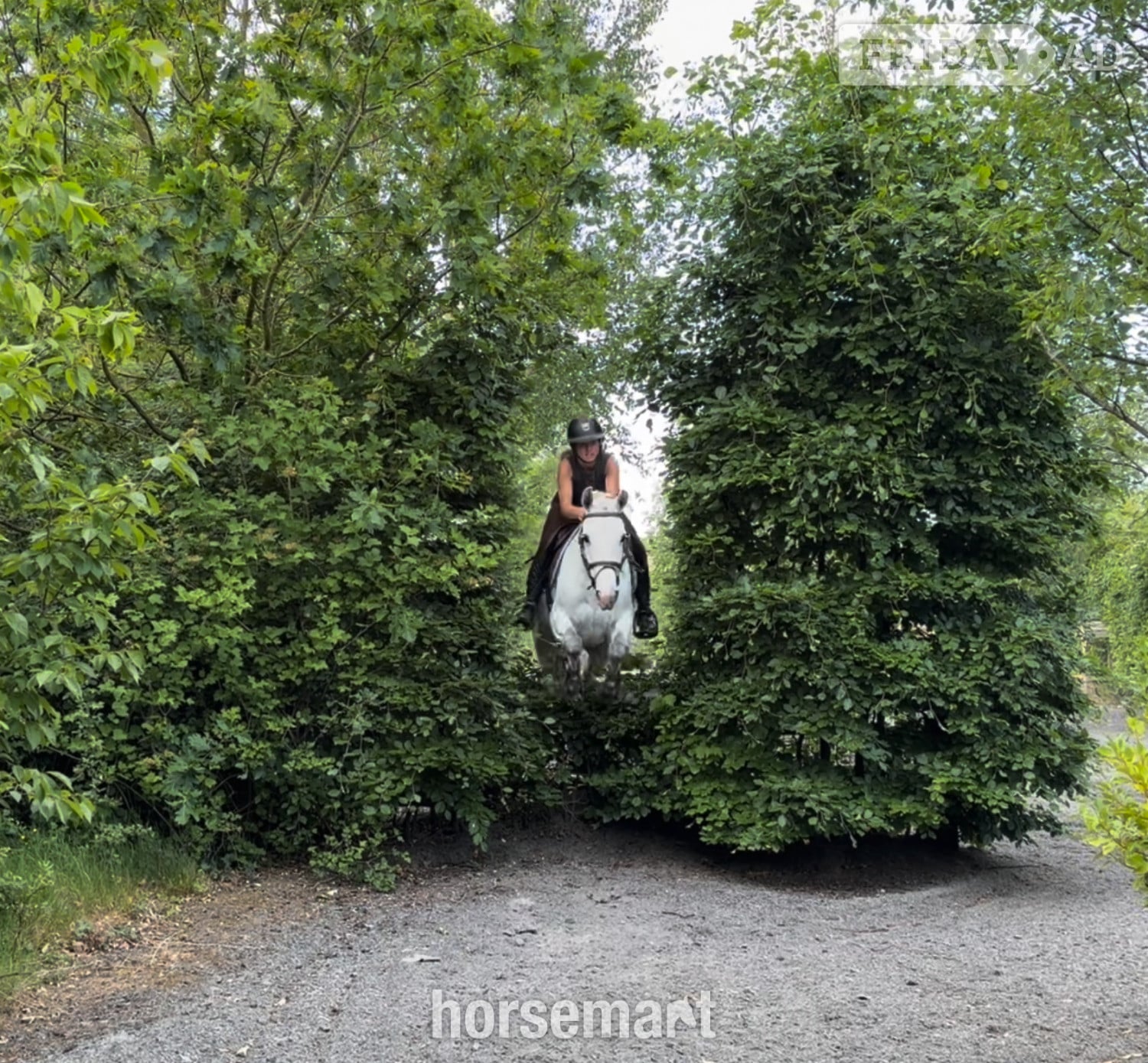 "Destiny: trustworthy, easy and forgiving ideal mother/daughter share" White Mare All Rounder