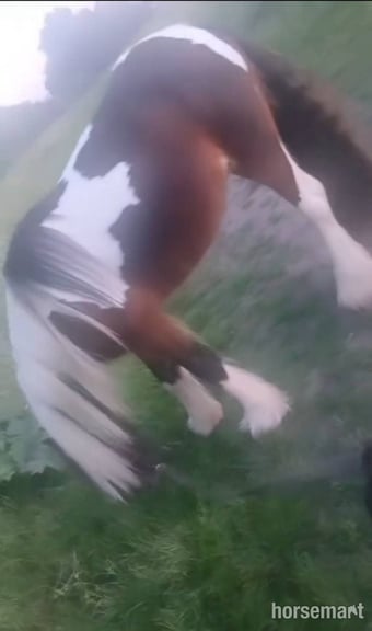 Handsome 13'3 Cob Gelding for Part Loan/Share