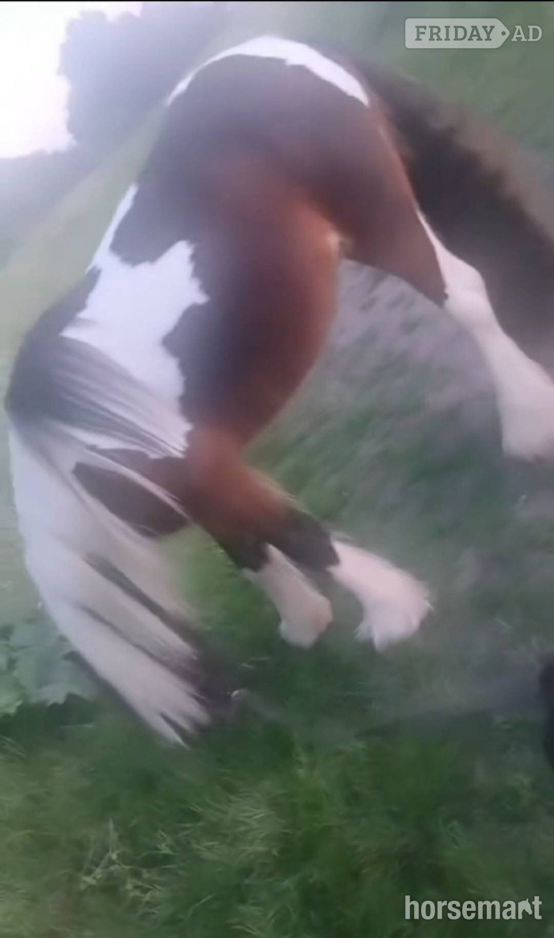Handsome 13'3 Cob Gelding for Part Loan/Share in Romford