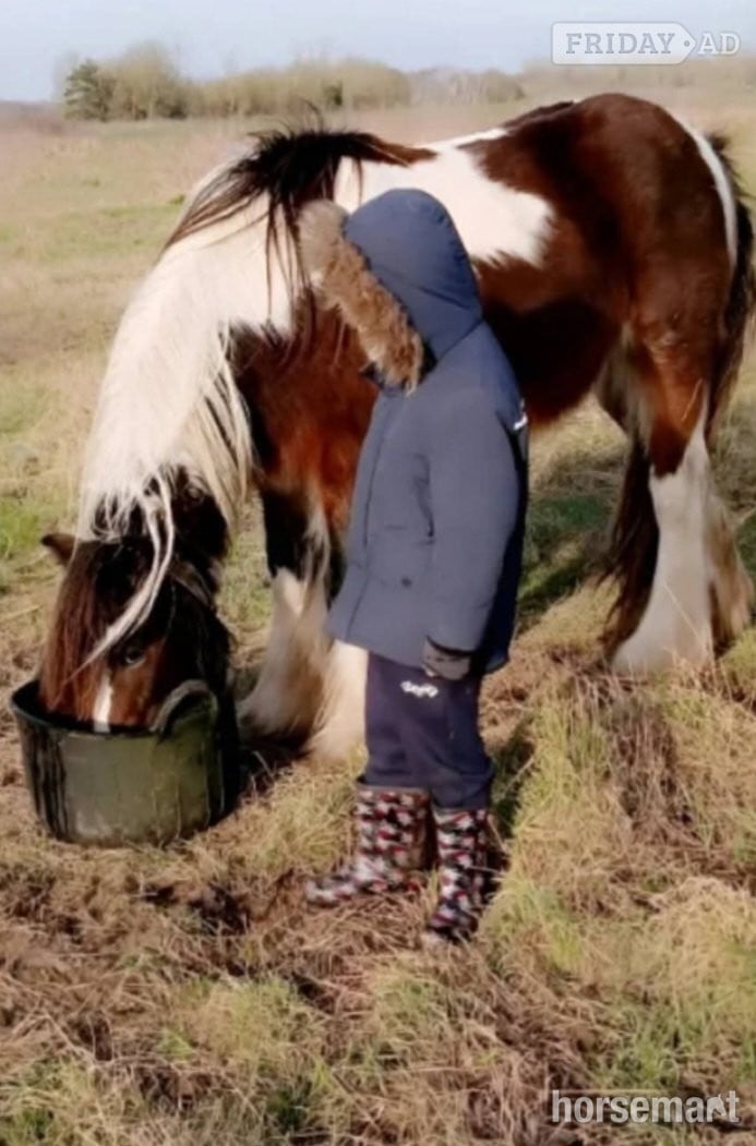 Handsome 13'3 Cob Gelding for Part Loan/Share