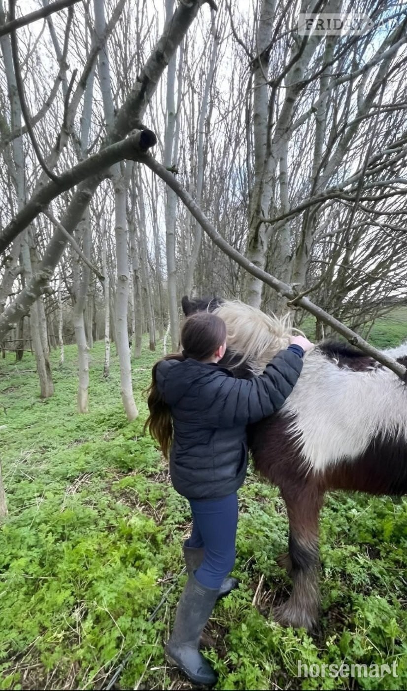 Handsome 13'3 Cob Gelding for Part Loan/Share - Horses in Romford
