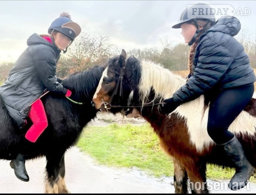 Romford Handsome 13'3 Cob Gelding for Part Loan/Share