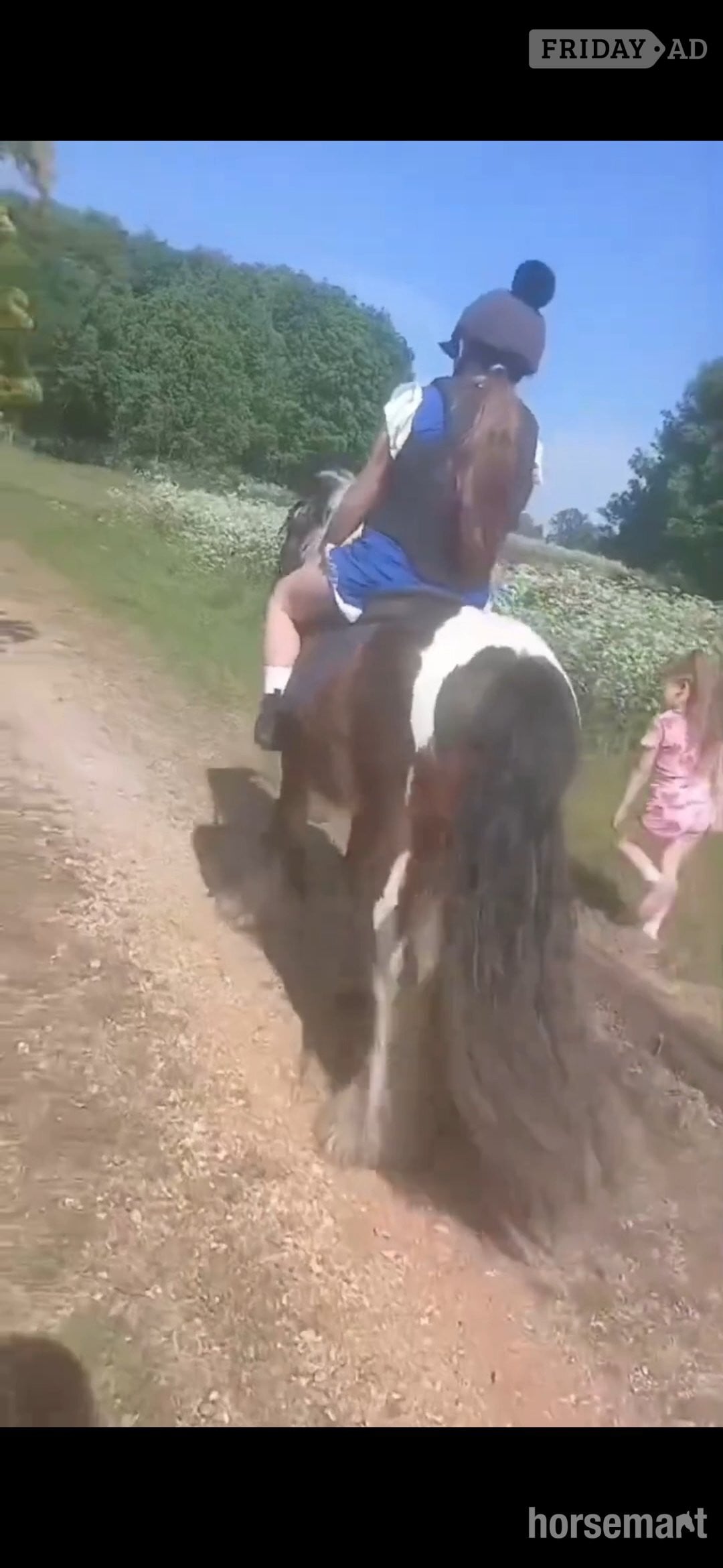 Handsome 13'3 Cob Gelding for Part Loan/Share - Horses