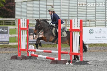"Barney" Bay Gelding All Rounder