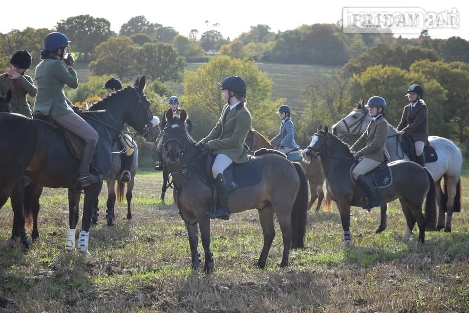 "Barney" Bay Gelding All Rounder