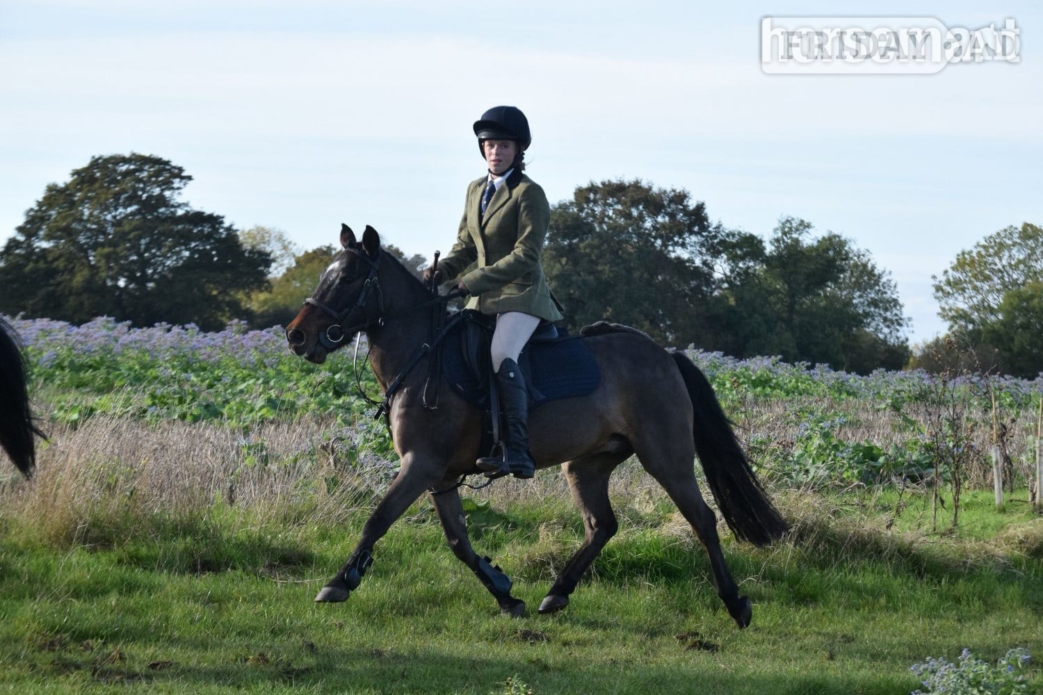 "Barney" Bay Gelding All Rounder - Horses in Westerham