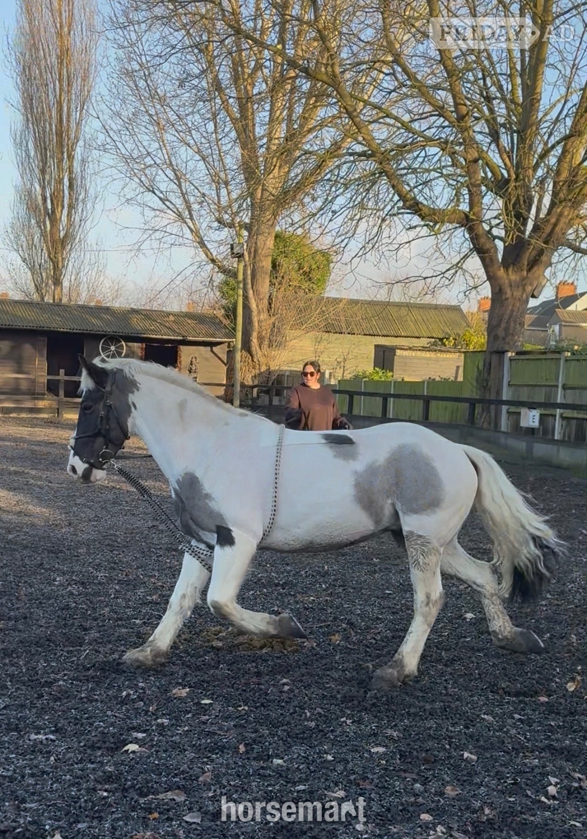 "Cornelius " Piebald Gelding All Rounder in Lowestoft