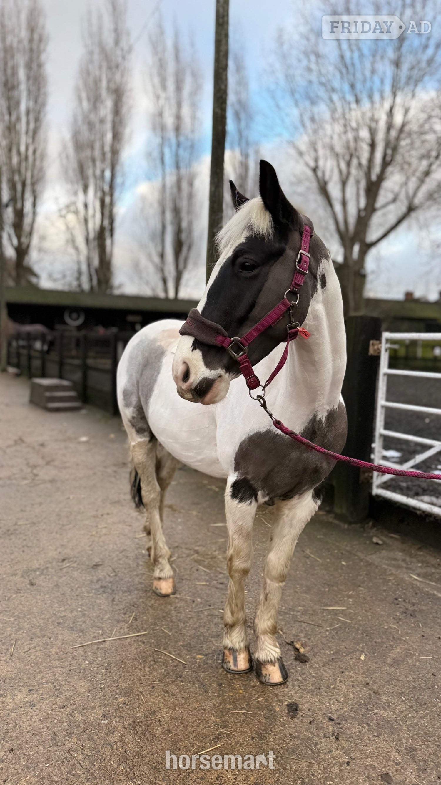 "Cornelius " Piebald Gelding All Rounder