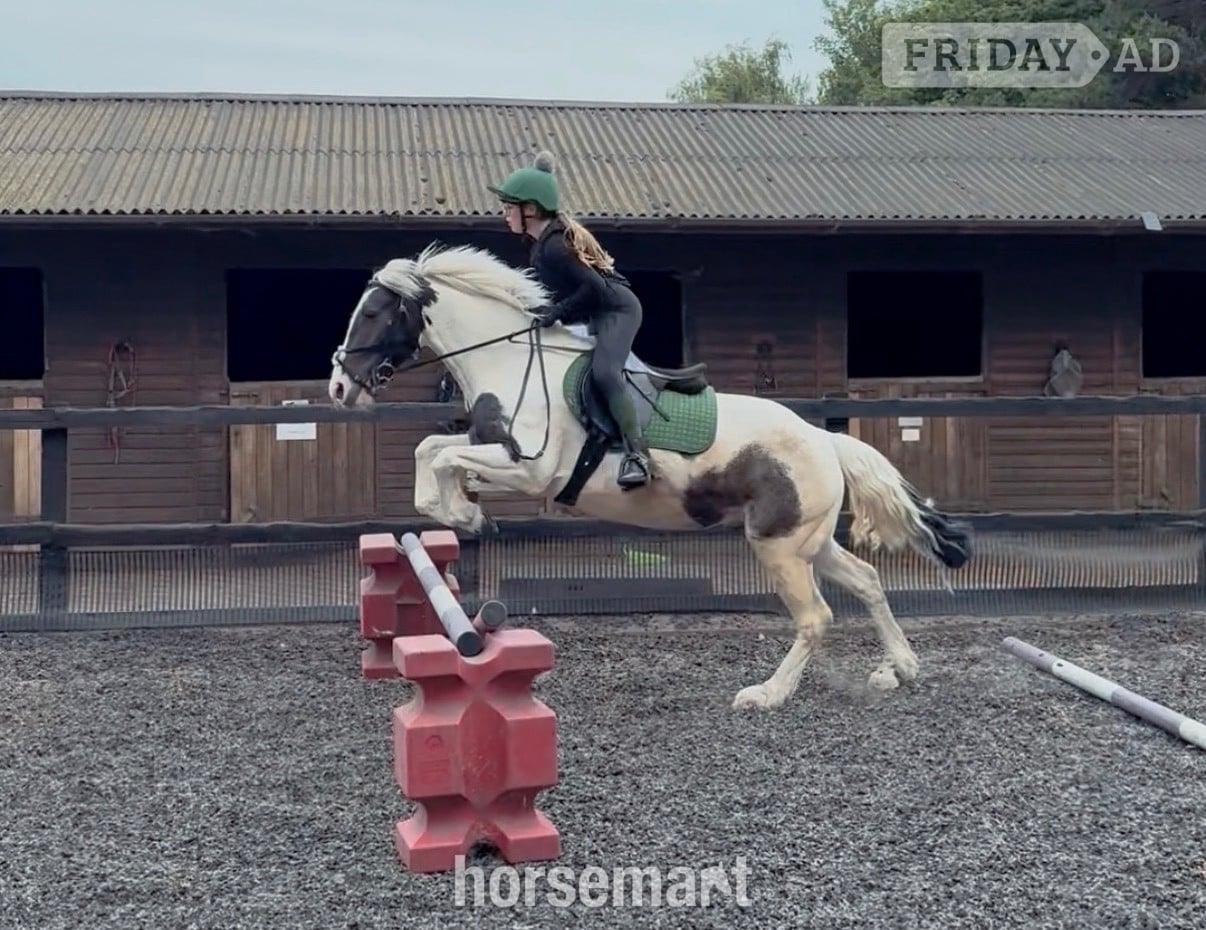 Lowestoft "Cornelius " Piebald Gelding All Rounder