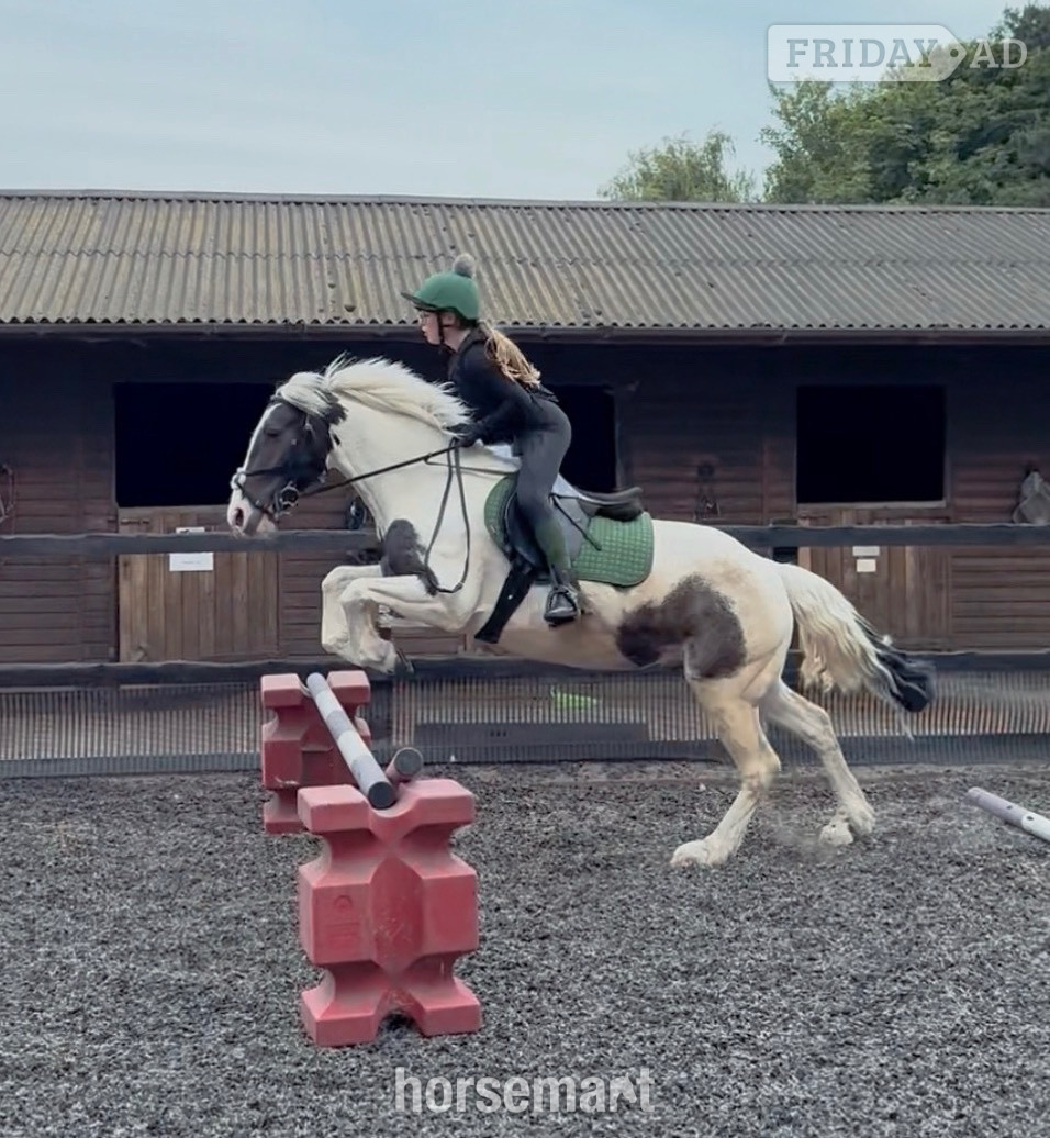 "Cornelius " Piebald Gelding All Rounder - Horses in Lowestoft