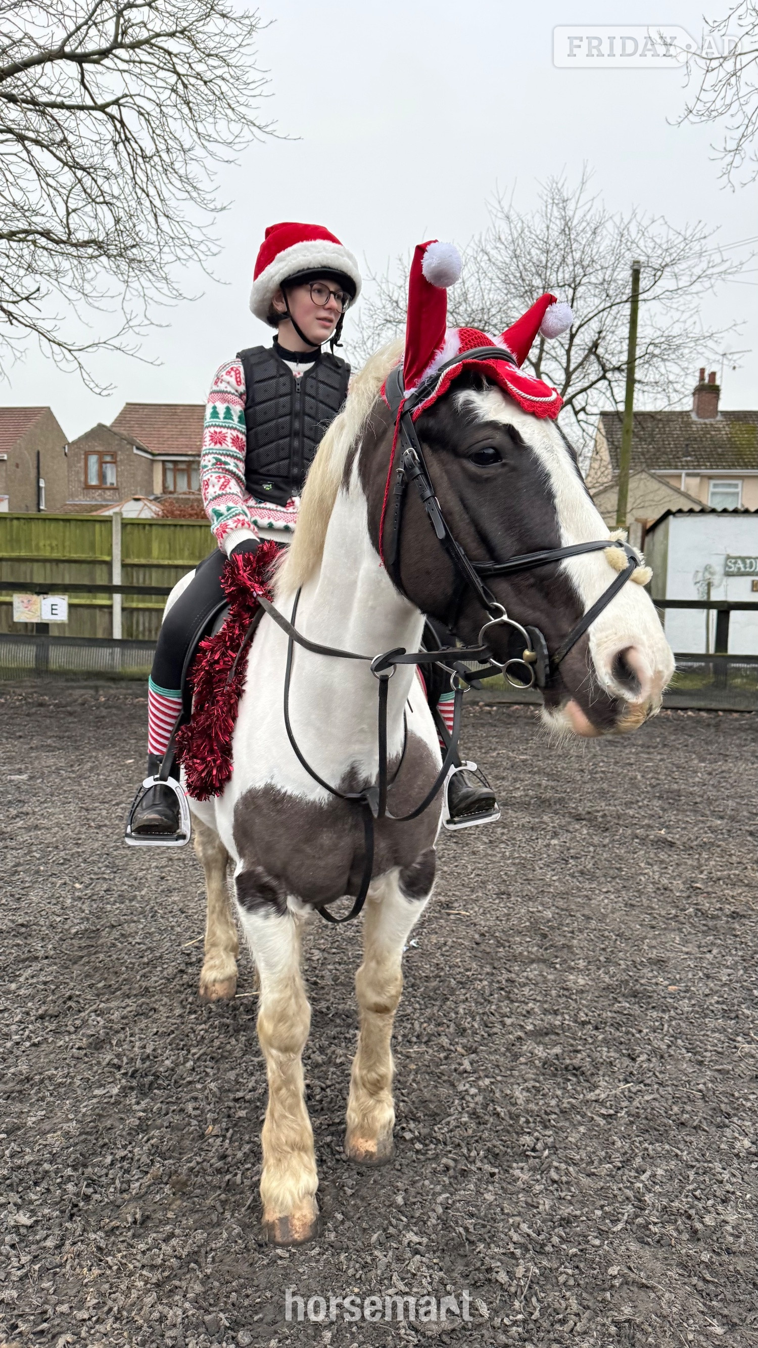 "Cornelius " Piebald Gelding All Rounder - Horses
