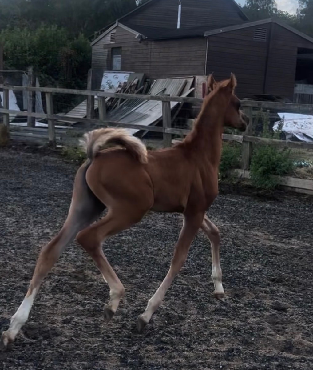 "Amir aleasifa " Chestnut Colt Showing Horse