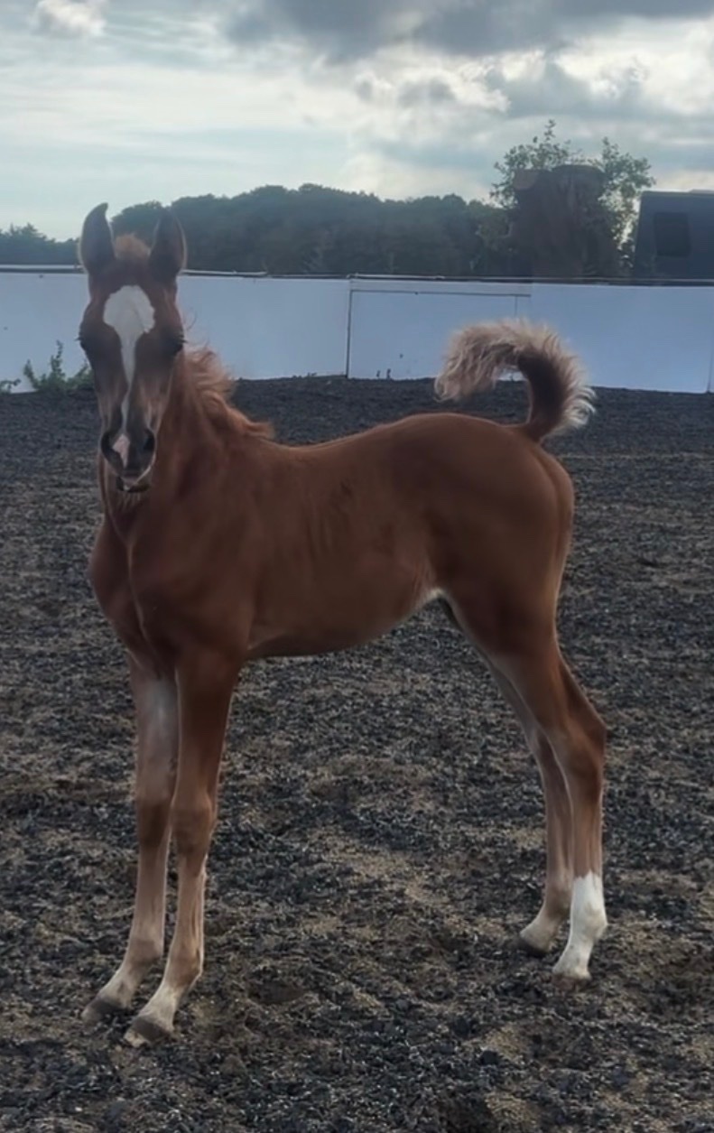 Catsfield Stream "Amir aleasifa " Chestnut Colt Showing Horse