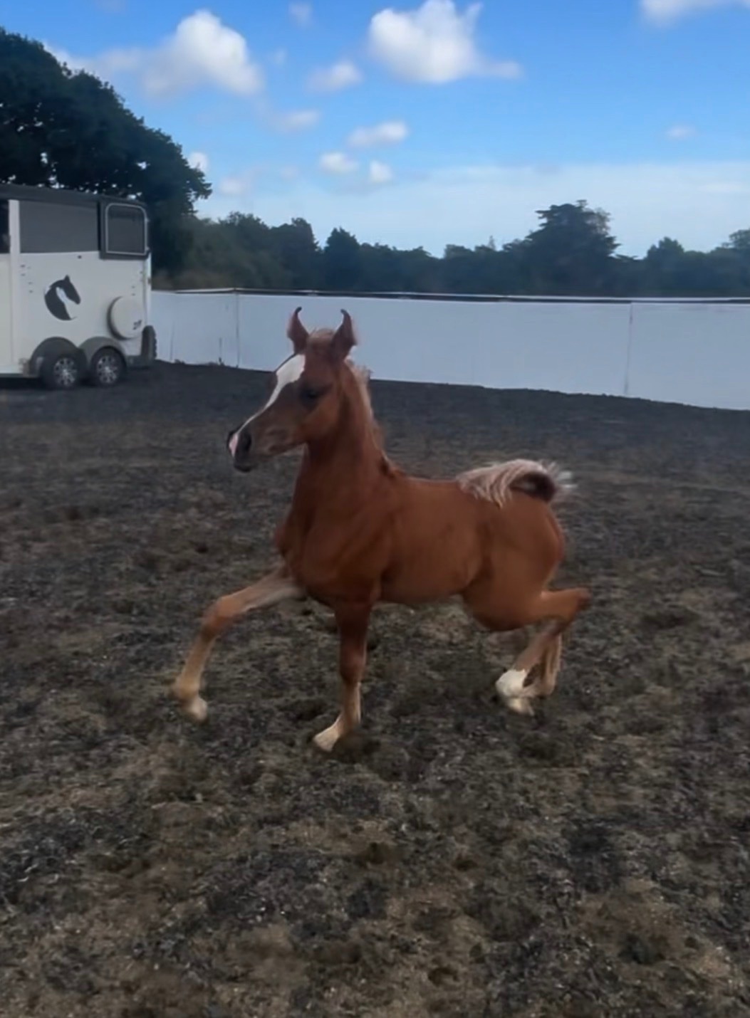 "Amir aleasifa " Chestnut Colt Showing Horse - Horses in Catsfield Stream