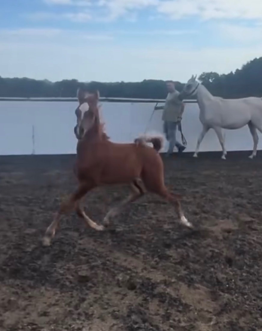 "Amir aleasifa " Chestnut Colt Showing Horse - Horses