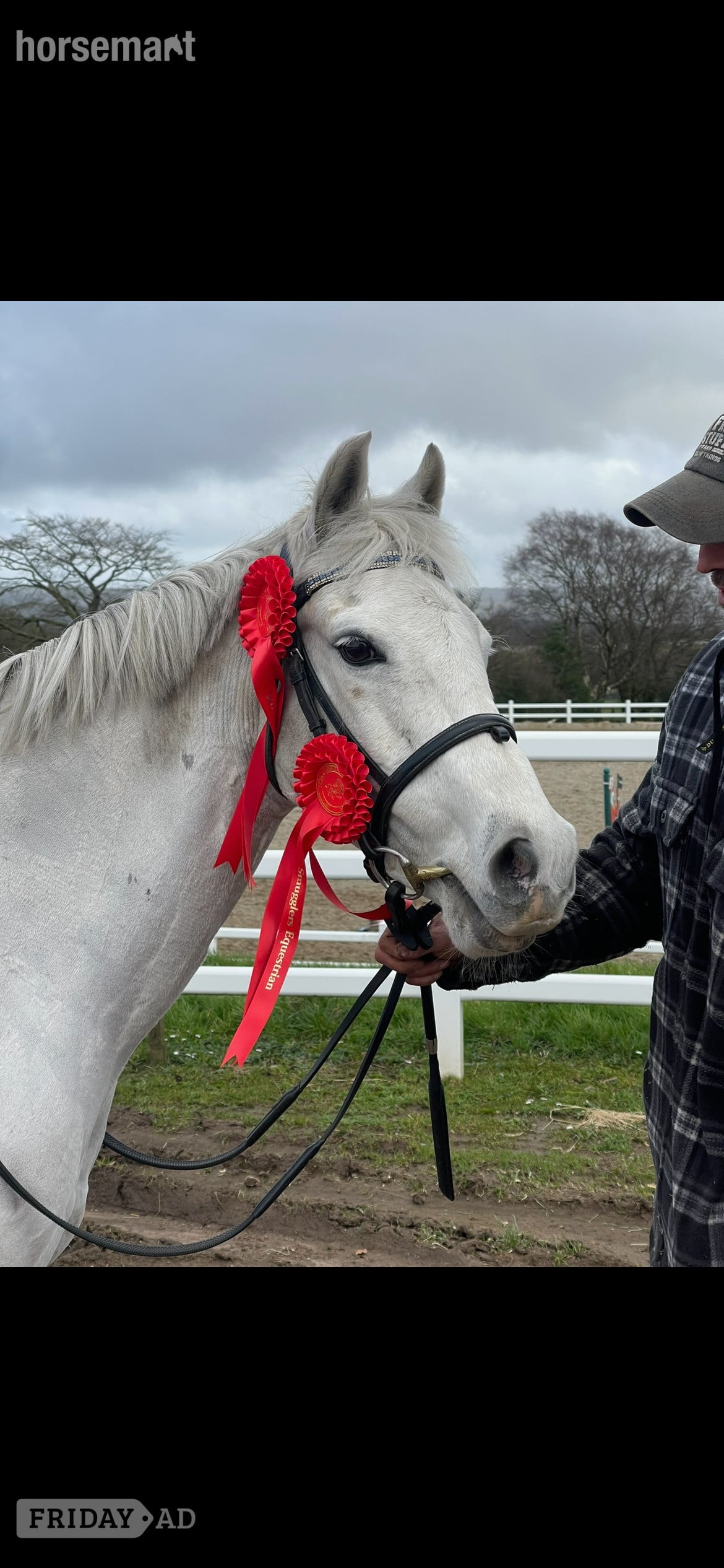 "Brockabye eowyn " Grey Mare Show Jumper - Horses