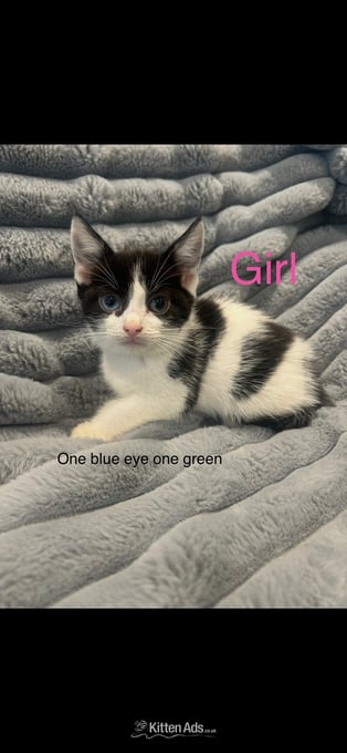 6 beautiful kittens looking for their forever home 