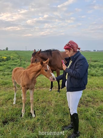 "Pollyonesock" Bright Bay Mare Broodmare
