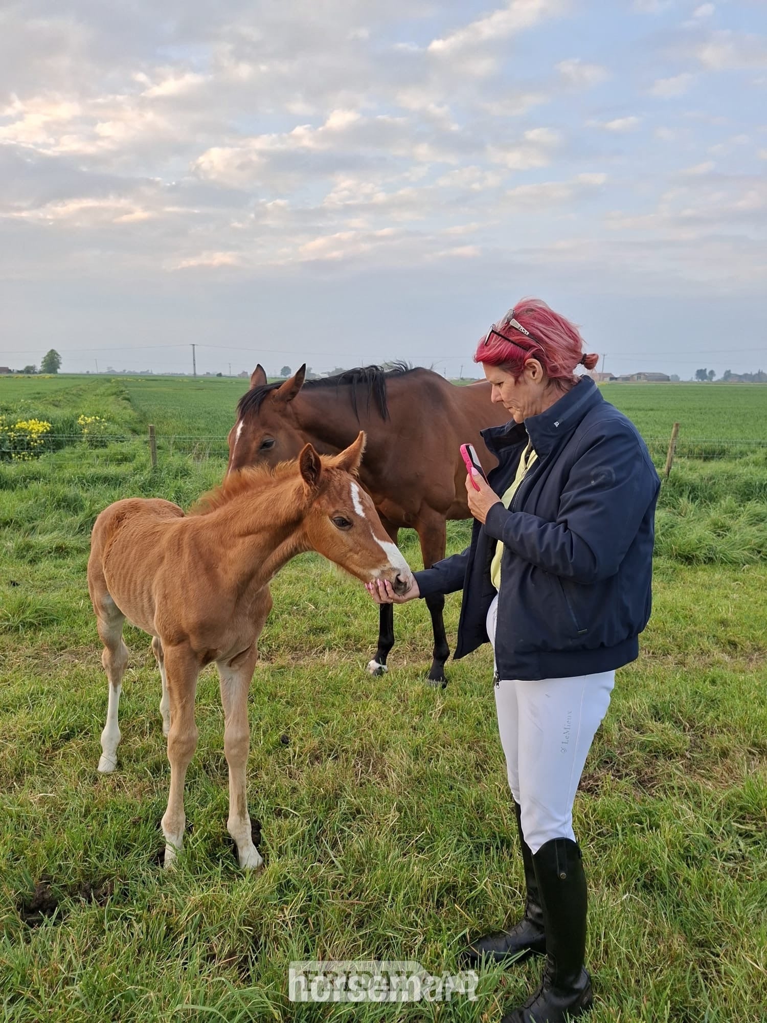 "Pollyonesock" Bright Bay Mare Broodmare in Peterborough