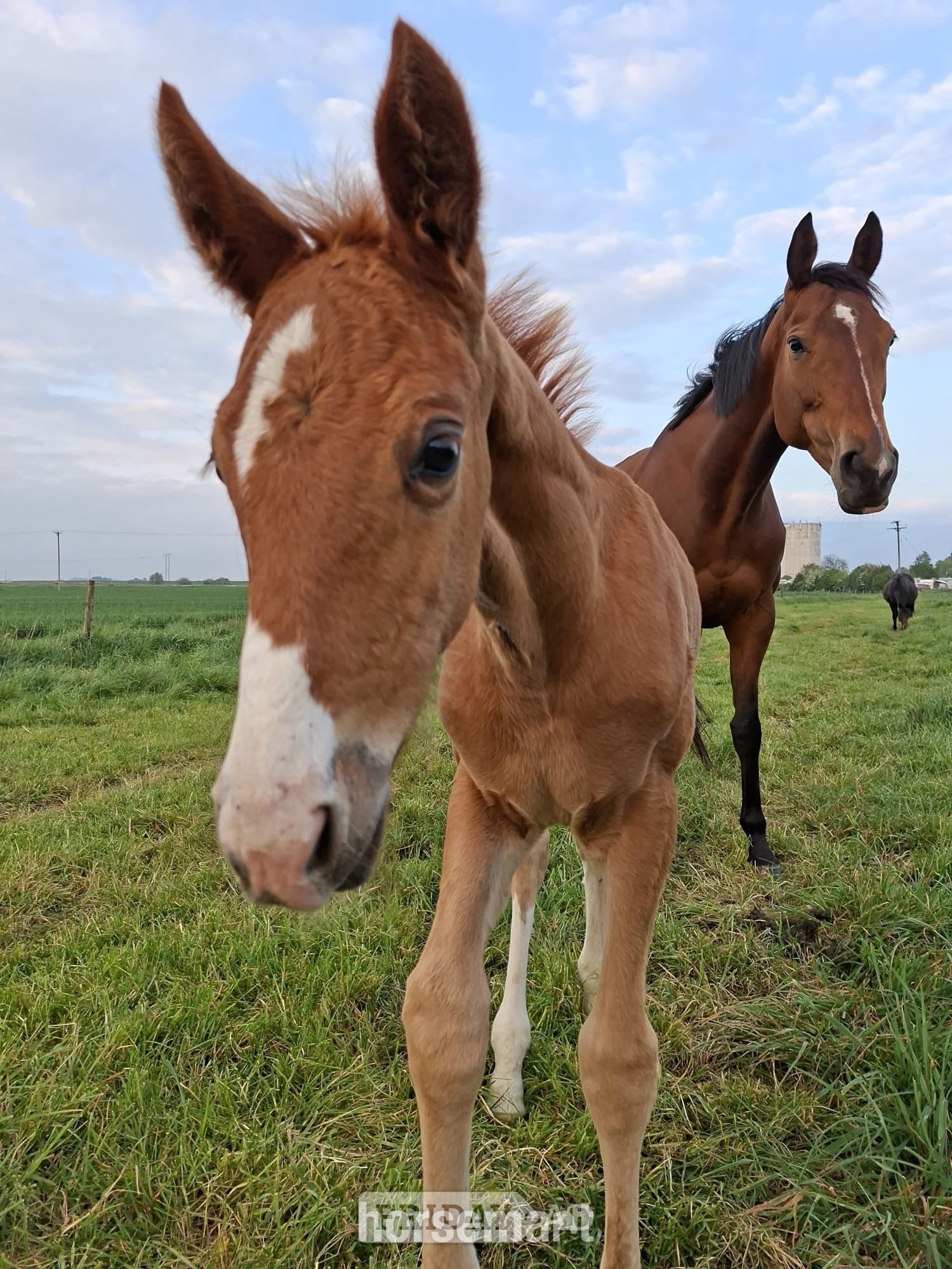 "Pollyonesock" Bright Bay Mare Broodmare