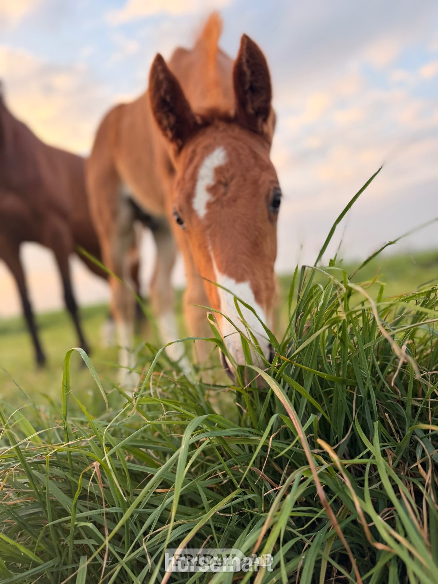 Peterborough "Pollyonesock" Bright Bay Mare Broodmare