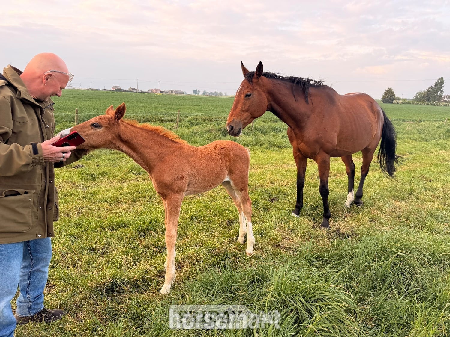"Pollyonesock" Bright Bay Mare Broodmare - Horses in Peterborough