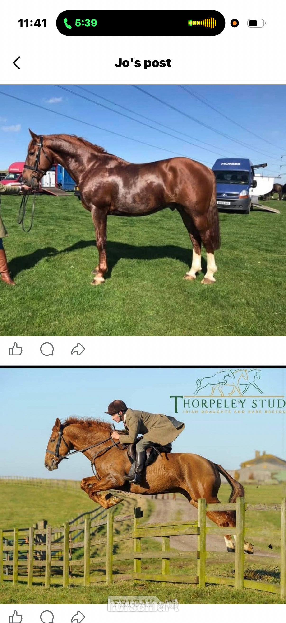 "Pollyonesock" Bright Bay Mare Broodmare - Horses
