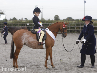 "Barkway Aurelia " Chestnut Roan Mare Showing Horse
