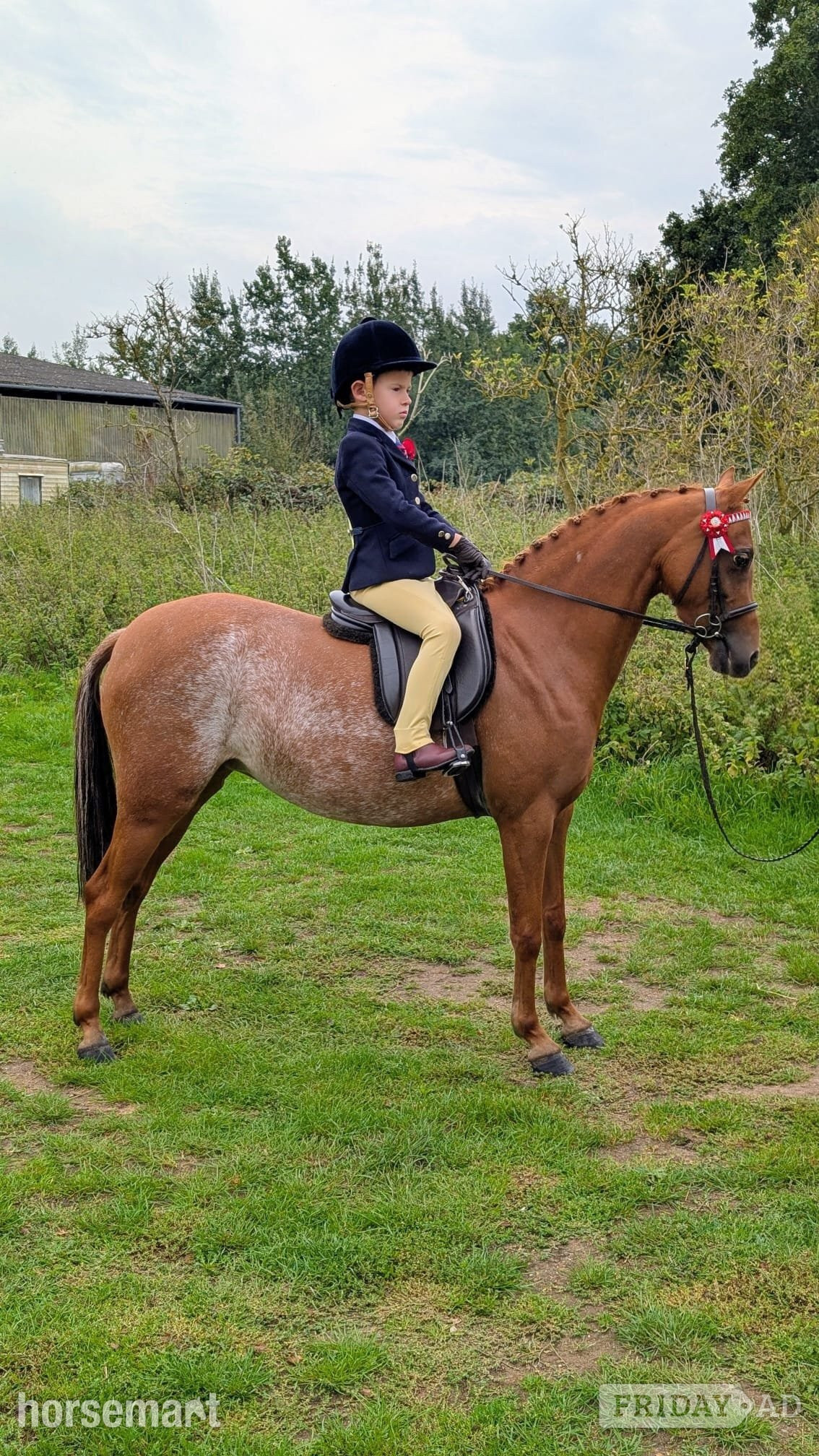 "Barkway Aurelia " Chestnut Roan Mare Showing Horse