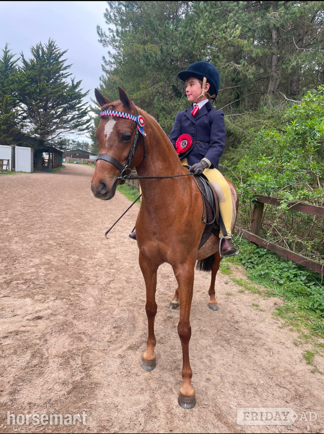 Mildenhall "Barkway Aurelia " Chestnut Roan Mare Showing Horse