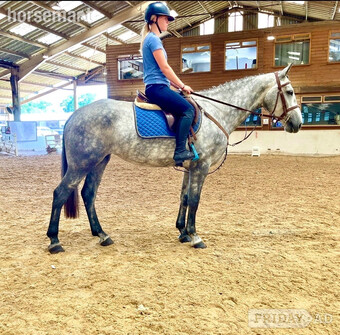 "Cassie" Dapple Grey Mare All Rounder