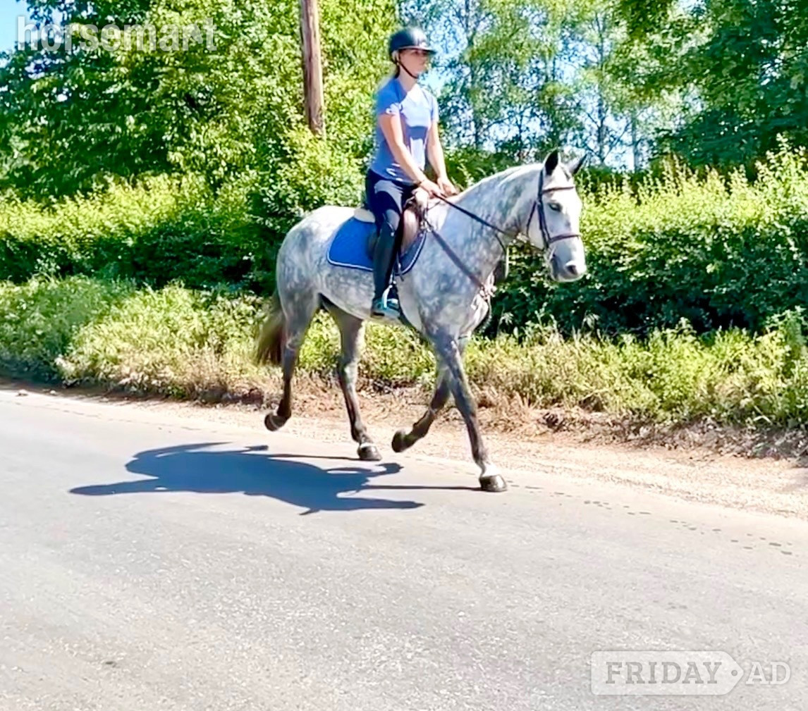 "Cassie" Dapple Grey Mare All Rounder in Staplehurst